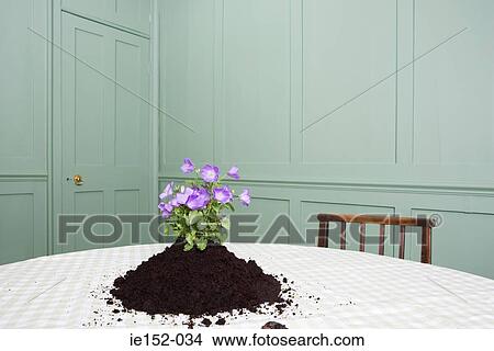 Flowers growing on a table View Large Photo Image Picture - Flowers growing on a table. Fotosearch