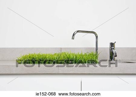 Grass growing out of a sink View Large Photo Image Stock Photo - Grass growing out of a sink. Fotosearch