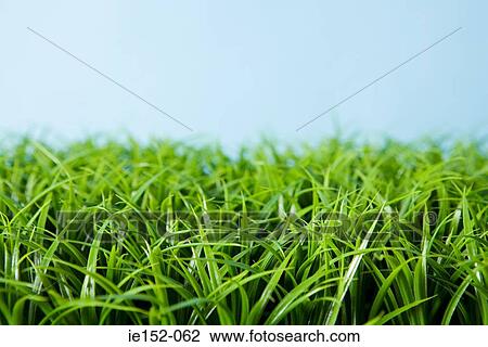 Grass View Large Photo Image Stock Image - Grass. Fotosearch