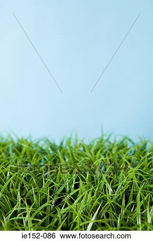 Stock Photograph - Grass. Fotosearch