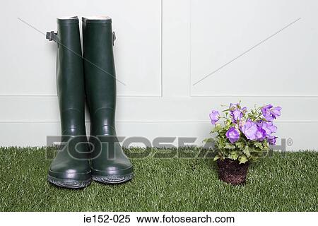 Rubber boots and flowers View Large Photo Image Stock Photography - Rubber boots and flowers. Fotosearch