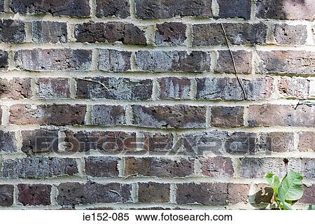 Weeds growing on a wall View Large Photo Image Stock Photography - Weeds growing on a wall. Fotosearch