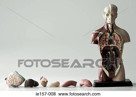 Anatomical model and internal organs View Large Photo Image Stock Photo - Anatomical model and internal organs. Fotosearch