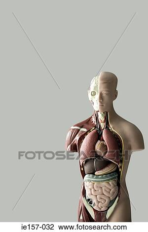 Anatomical model View Large Photo Image Stock Image - Anatomical model. Fotosearch