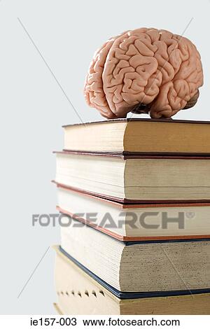 Brain on a pile of books View Large Photo Image Stock Image - Brain on a pile of books. Fotosearch