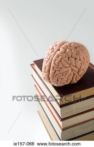 Brain on books View Large Photo Image Stock Photograph - Brain on books. Fotosearch