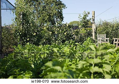 Allotment in wales View Large Photo Image Stock Image - Allotment in wales. Fotosearch