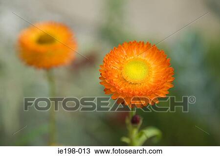 An orange gerbera View Large Photo Image Stock Image - An orange gerbera. Fotosearch