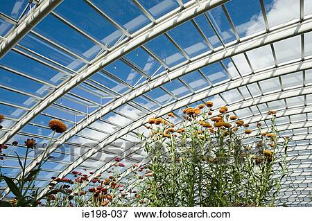 Flowers in the welsh botanical gardens View Large Photo Image Stock Photo - Flowers in the welsh botanical gardens. Fotosearch
