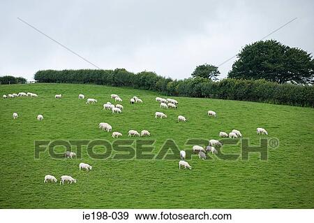Herd of sheep in a field View Large Photo Image Stock Photo - Herd of sheep in a field. Fotosearch