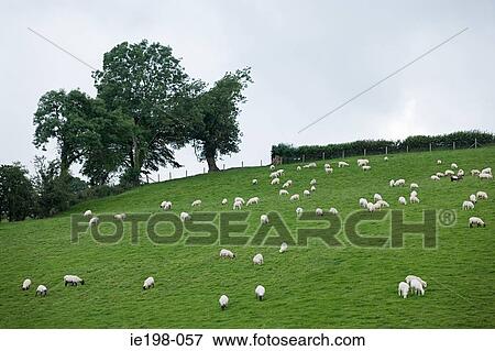 Herd of sheep in a field View Large Photo Image Stock Photo - Herd of sheep in a field. Fotosearch