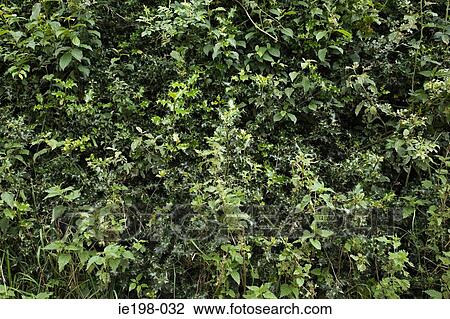 Holly bush in wales View Large Photo Image Stock Image - Holly bush in wales. Fotosearch