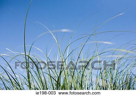 Marram grass View Large Photo Image Stock Image - Marram grass. Fotosearch