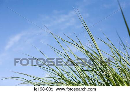 Marram grass View Large Photo Image Stock Photography - Marram grass. Fotosearch