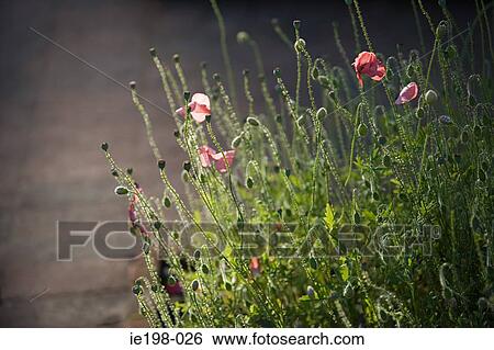 Poppies budding View Large Photo Image Stock Photograph - Poppies budding. Fotosearch