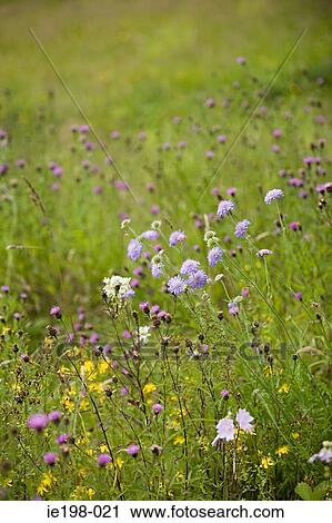 Purple wildflowers in a field View Large Photo Image Stock Image - Purple wildflowers in a field. Fotosearch