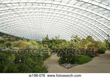 Shrubs in a large greenhouse View Large Photo Image Stock Photograph - Shrubs in a large greenhouse. Fotosearch