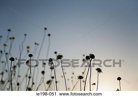 Silhouetted plants at sunset View Large Photo Image Stock Image - Silhouetted plants at sunset. Fotosearch