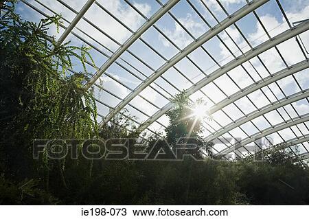 Sunlight through large greenhouse View Large Photo Image Stock Image - Sunlight through large greenhouse. Fotosearch