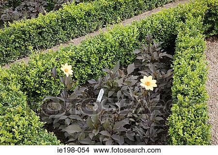 Topiary and plants View Large Photo Image Picture - Topiary and plants. Fotosearch