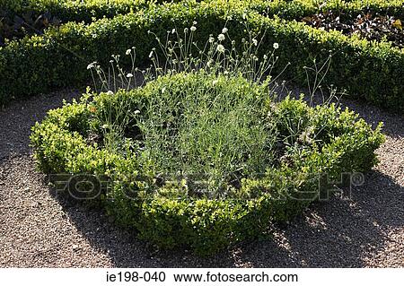 Stock Image - Topiary and plants. Fotosearch