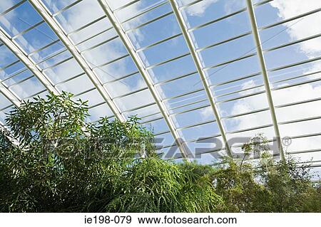 Trees in a large greenhouse View Large Photo Image Stock Photo - Trees in a large greenhouse. Fotosearch