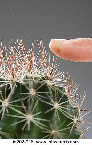 A Woman Pressing Her Finger On A Cactus Stock Photograph Ie202 016 Fotosearch