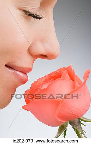 A woman smelling a rose View Large Photo Image Stock Photo - A woman smelling a rose. Fotosearch