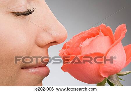 A woman smelling a rose View Large Photo Image Stock Photograph - A woman smelling a rose. Fotosearch
