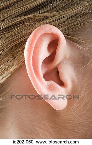 Close up of a womans ear View Large Photo Image Stock Image - Close up of a womans ear. Fotosearch