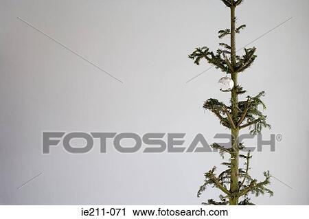 Stock Image - Christmas baubles hanging on a tree. Fotosearch