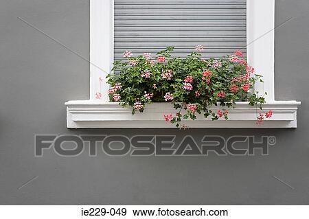 A window box View Large Photo Image Stock Photo - A window box. Fotosearch