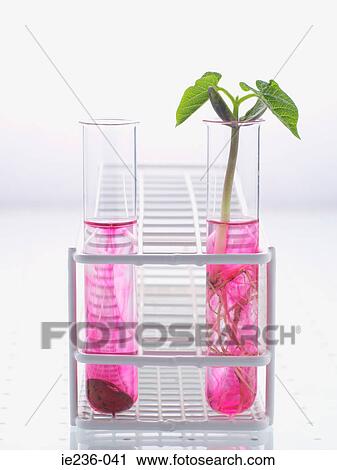 A plant and a seed in a test tube View Large Photo Image Stock Image - A plant and a seed in a test tube. Fotosearch