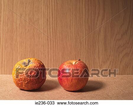 A rotten apple and a ripe apple View Large Photo Image Stock Image - A rotten apple and a ripe apple. Fotosearch