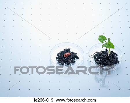 Stock Photo - A seed and a plant in a petri dish. Fotosearch
