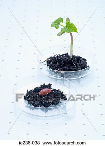 A seed and a plant in a petri dish View Large Photo Image Stock Photo - A seed and a plant in a petri dish. Fotosearch