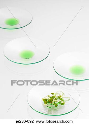 Stock Image - Sprouts on a petri dish. Fotosearch