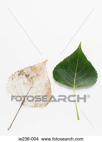 Two leaves View Large Photo Image Picture - Two leaves. Fotosearch