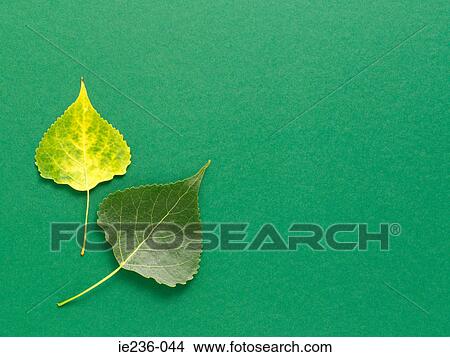 Two leaves View Large Photo Image Picture - Two leaves. Fotosearch
