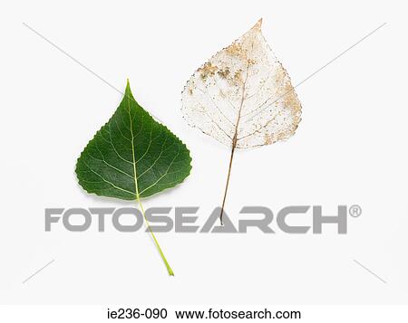 Stock Image - Two leaves. Fotosearch