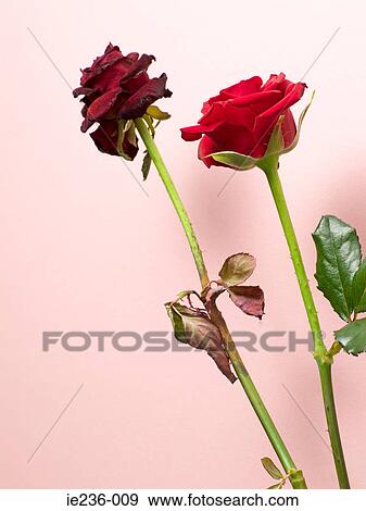 Two roses View Large Photo Image Stock Photo - Two roses. Fotosearch