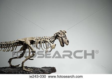 Dinosaur skeleton View Large Photo Image Stock Image - Dinosaur skeleton. Fotosearch