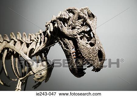 Dinosaur skeleton View Large Photo Image Stock Photo - Dinosaur skeleton. Fotosearch