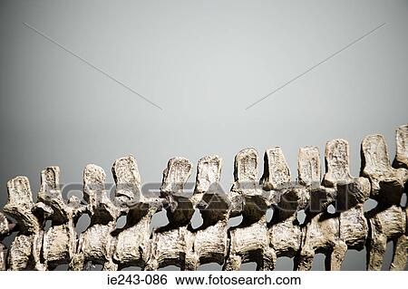 Dinosaur skeleton View Large Photo Image Stock Photograph - Dinosaur skeleton. Fotosearch