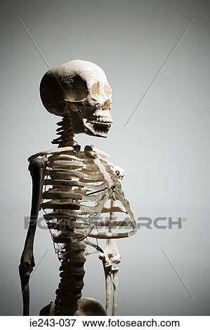 Human skeleton View Large Photo Image Stock Photo - Human skeleton. Fotosearch