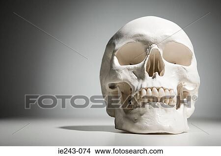 Human skull View Large Photo Image Picture - Human skull. Fotosearch