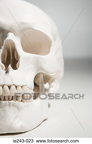 Stock Image - Human skull. Fotosearch