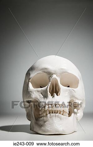 Stock Photo - Human skull. Fotosearch