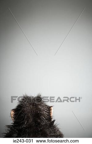 Rear view of a stuffed monkey View Large Photo Image Stock Image - Rear view of a stuffed monkey. Fotosearch