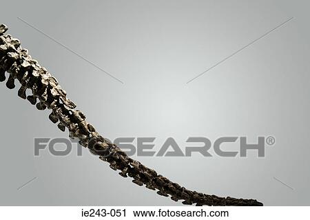 Stock Image - Skeleton tail. Fotosearch
